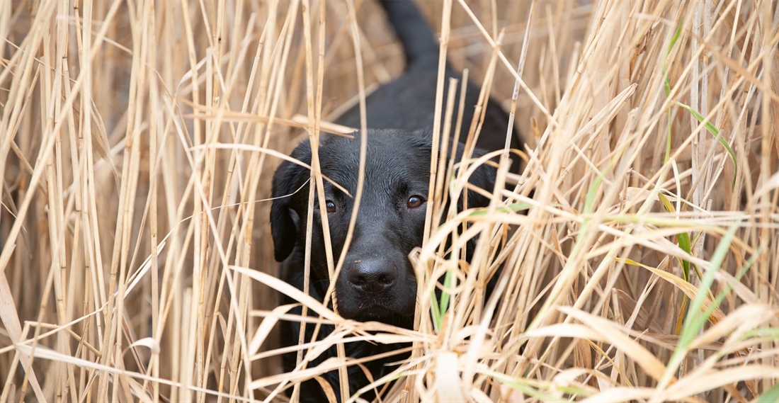 How to take great gundog images