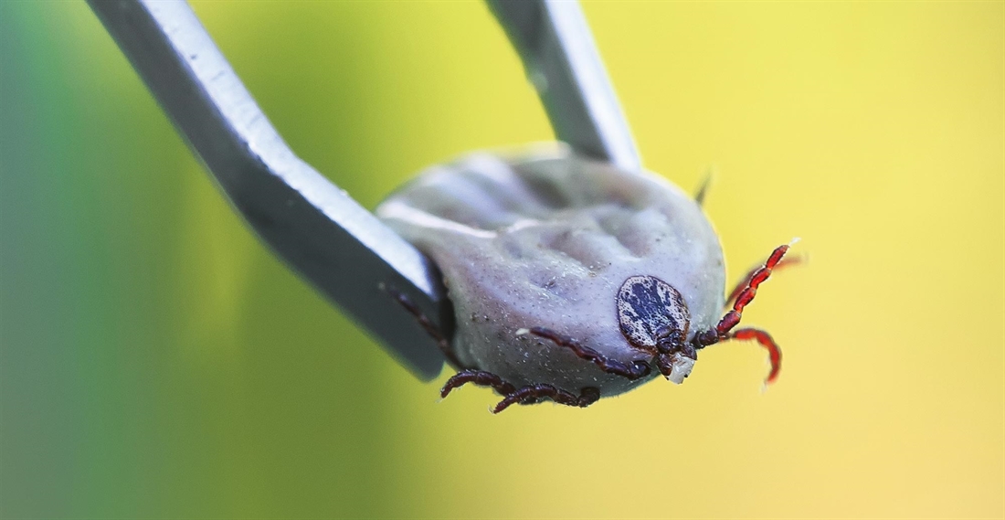 The Trouble with Ticks