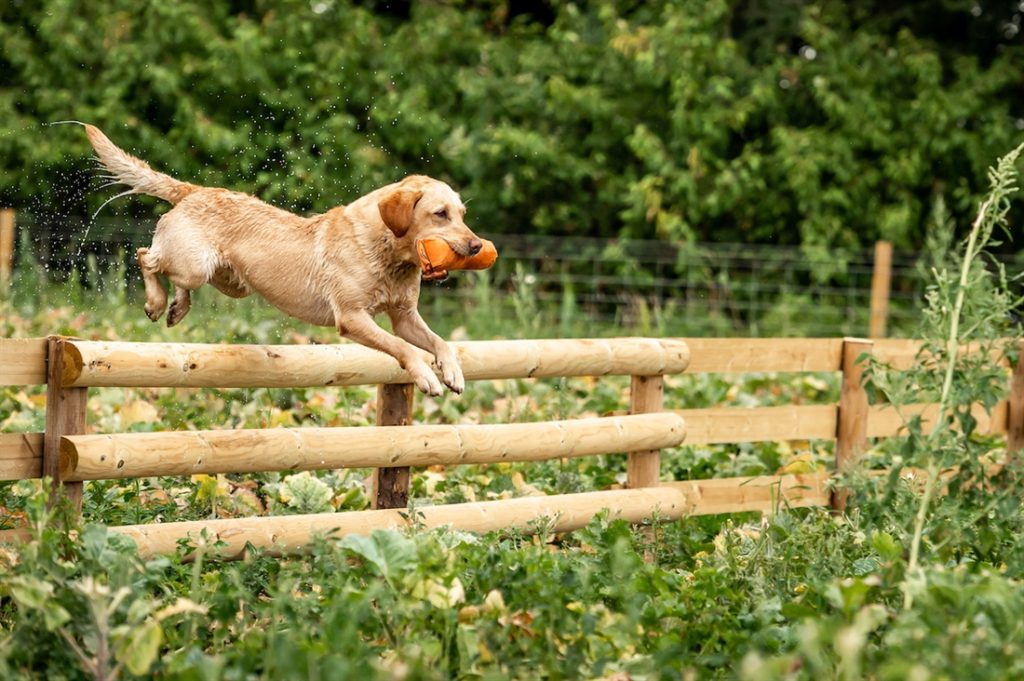 Gundog Theft Awareness Week commences