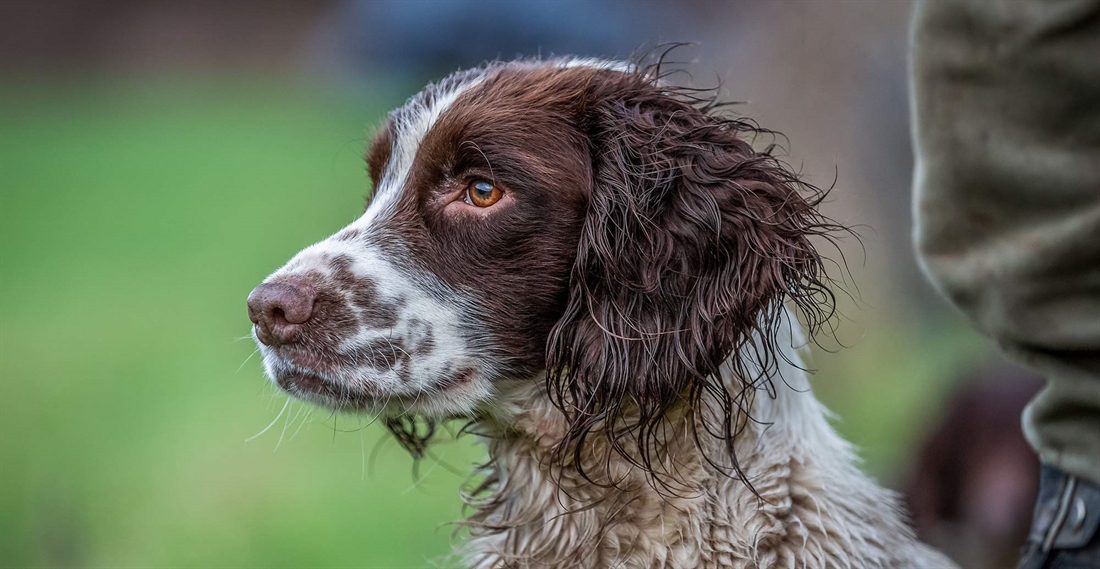 Keepers&#8217; dogs