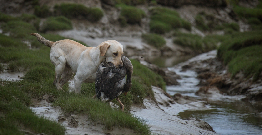 Wildfowling dogs