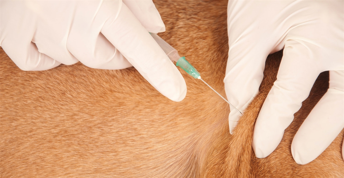 The Ultimate Dog Vaccine Guide