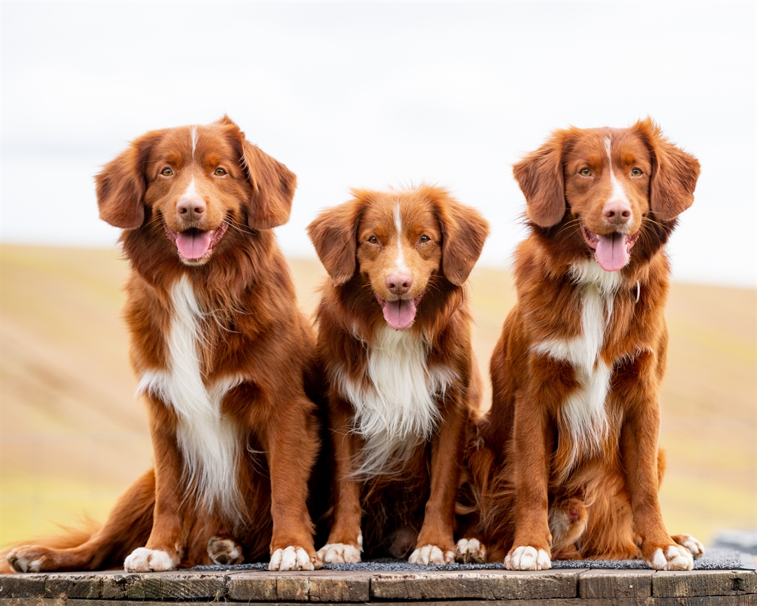 Nova Scotia Duck Tolling Retriever