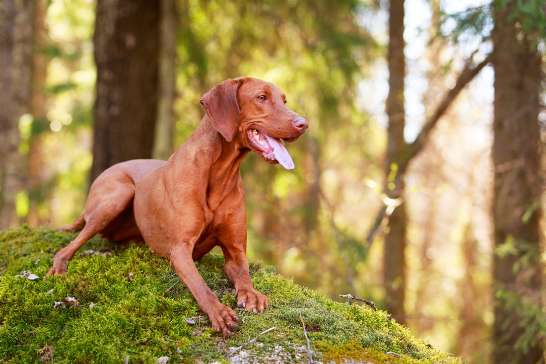 Hungarian Vizsla