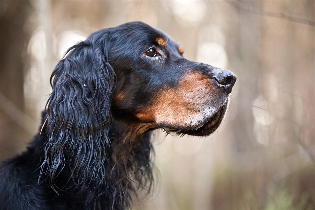 Gordon Setter