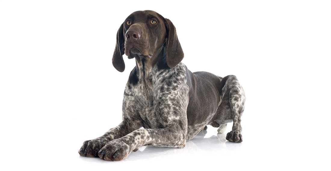 German Shorthaired Pointer