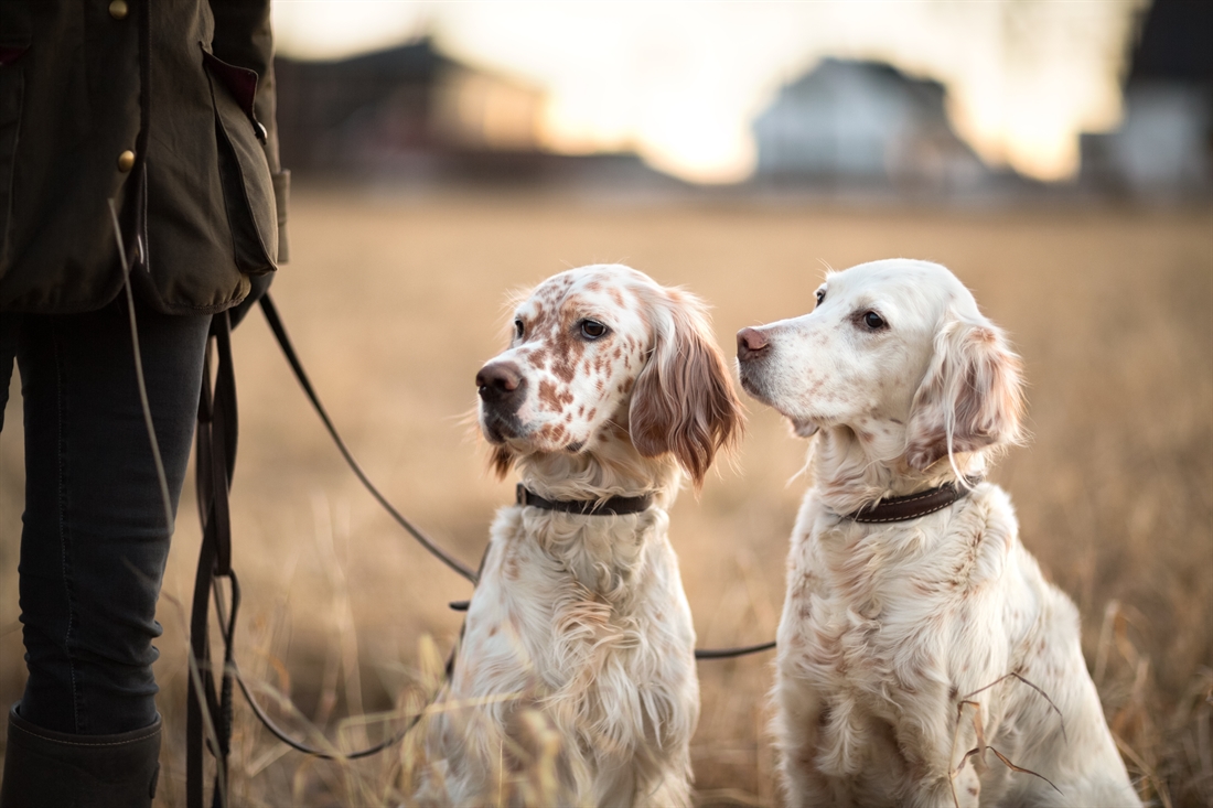 English Setter