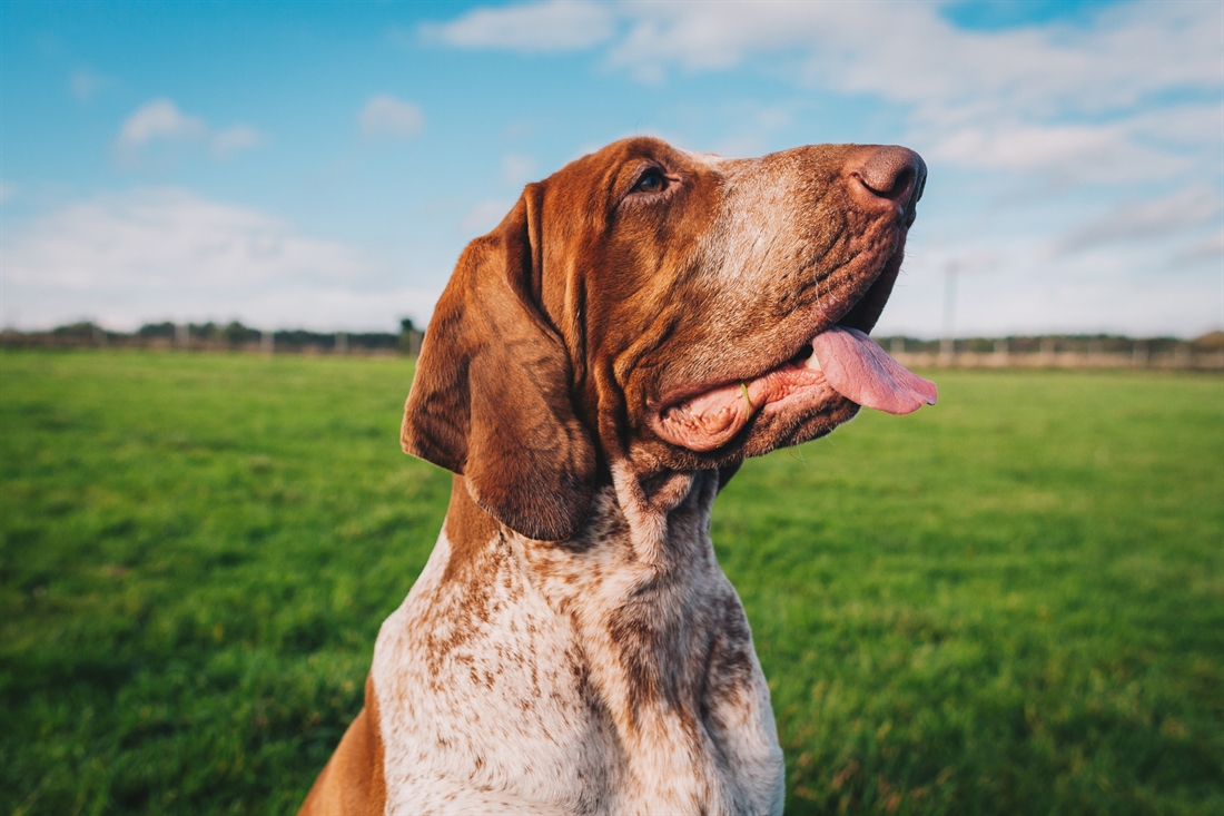 Bracco Italiano