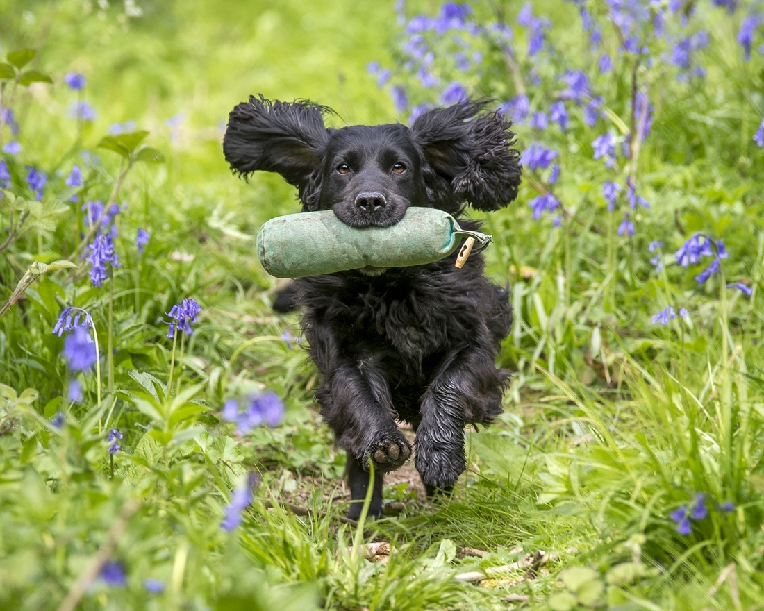 An introduction to the Cocker Spaniel