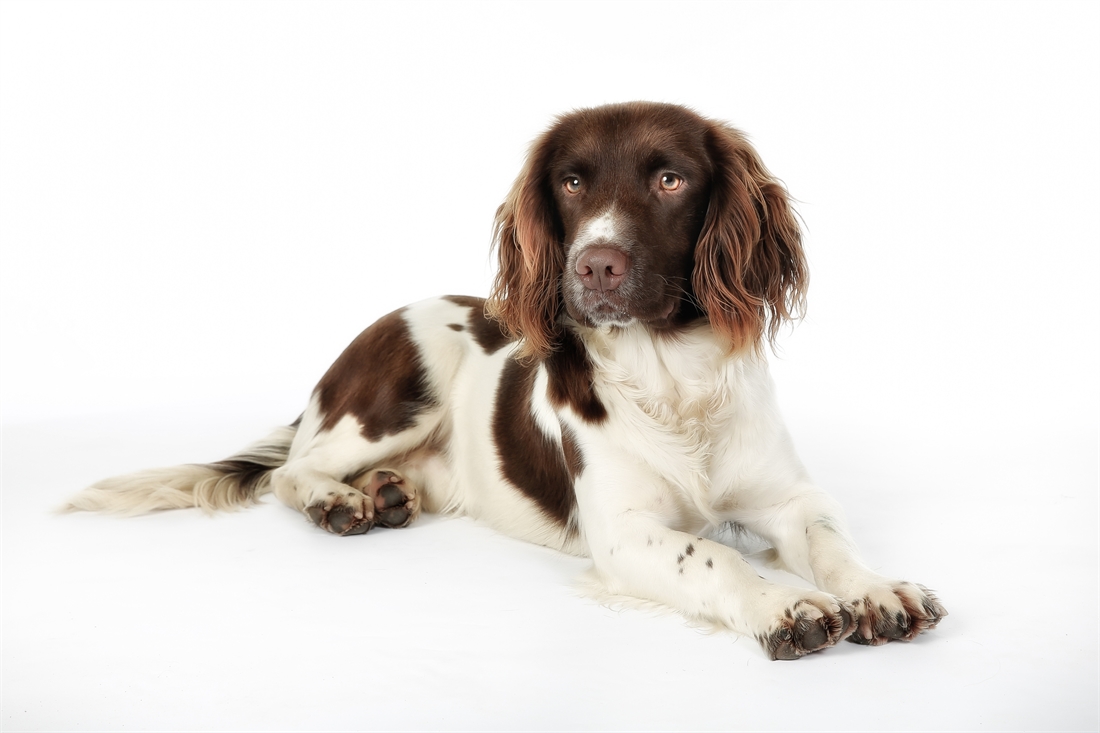 Introducing the English Springer Spaniel