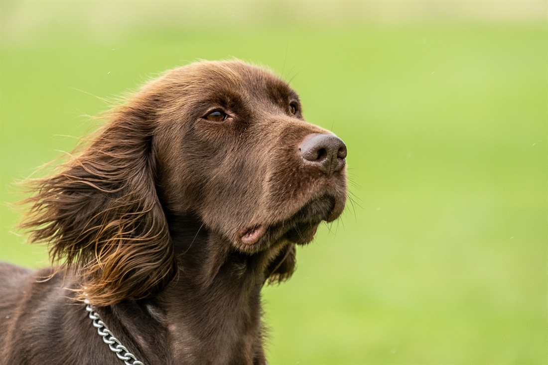 German Longhaired Pointer