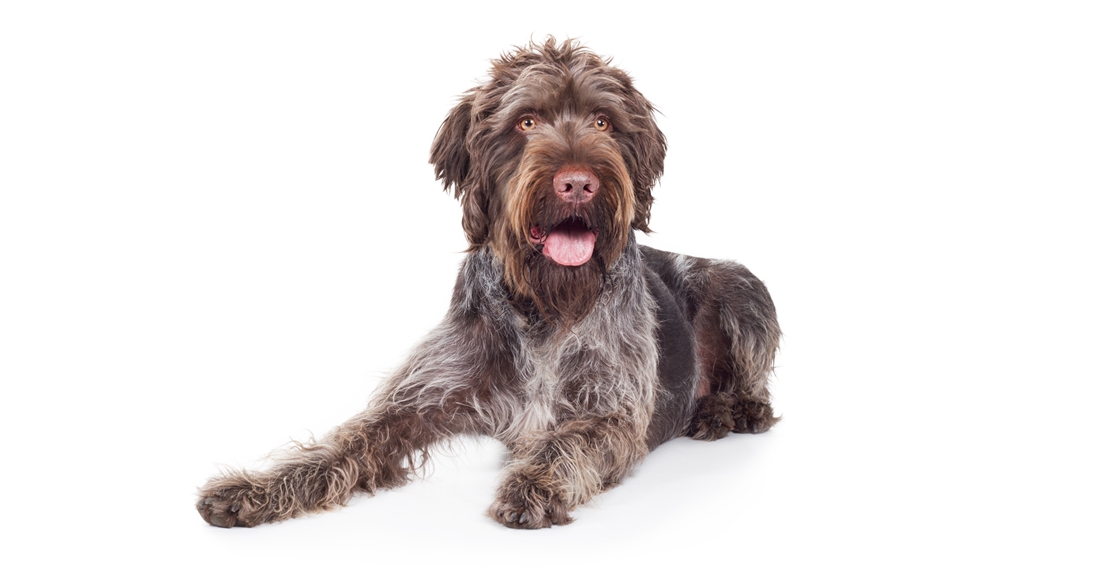 German Wirehaired Pointer