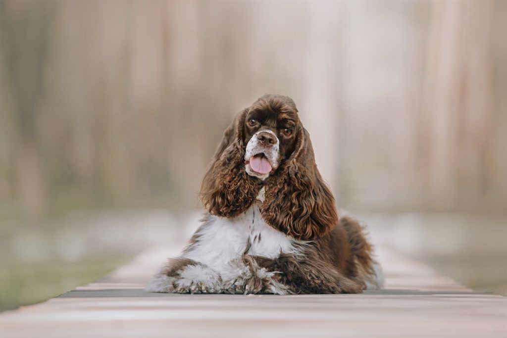 American Cocker Spaniel