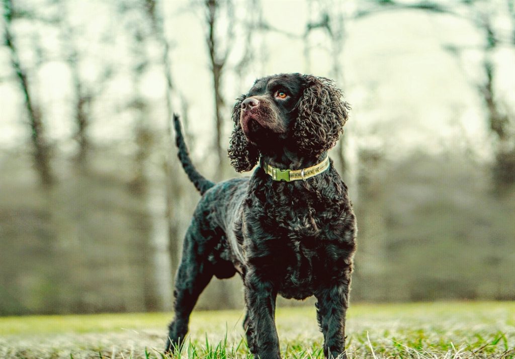 American Water Spaniel