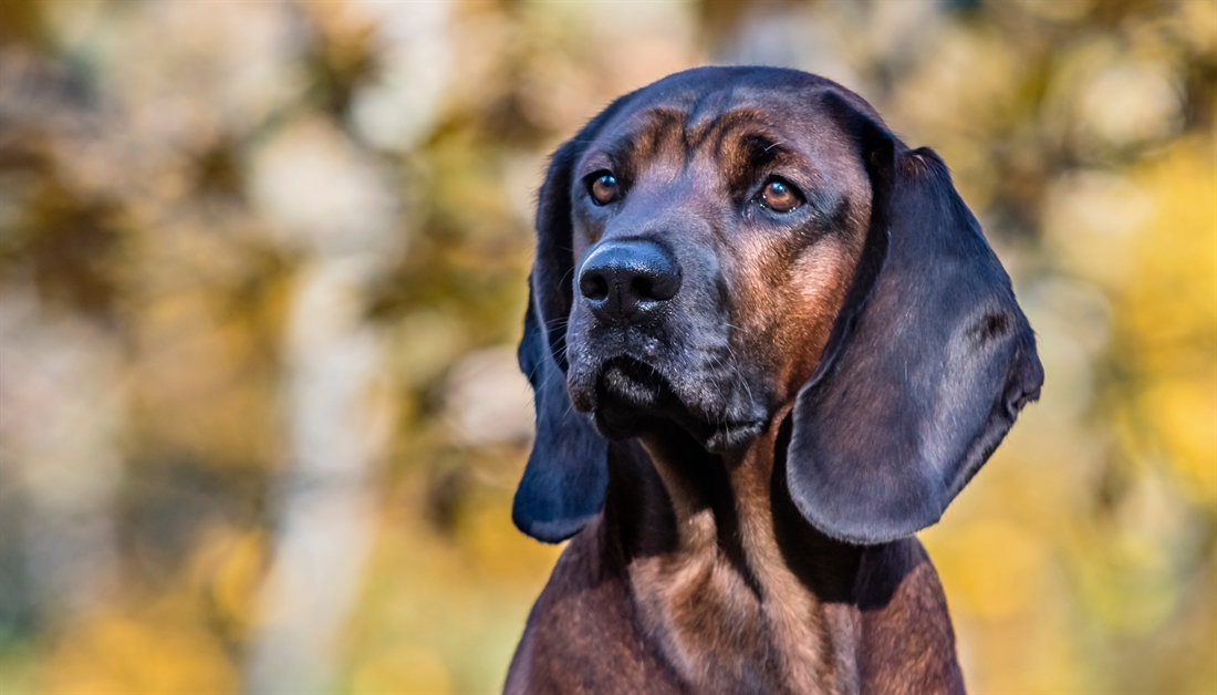 Bavarian Mountain Hound