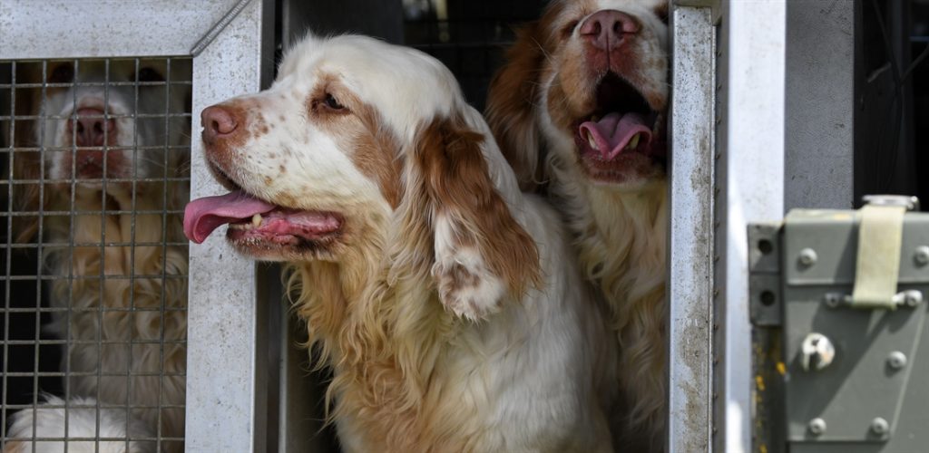 Clumber Spaniel