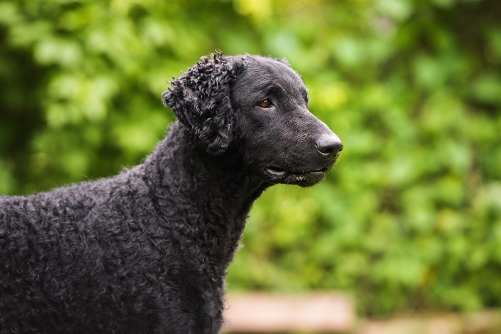 Curly Coated Retriever