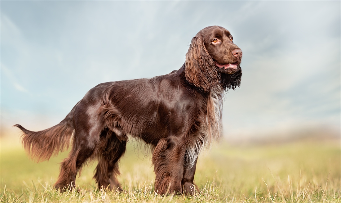 Field Spaniel