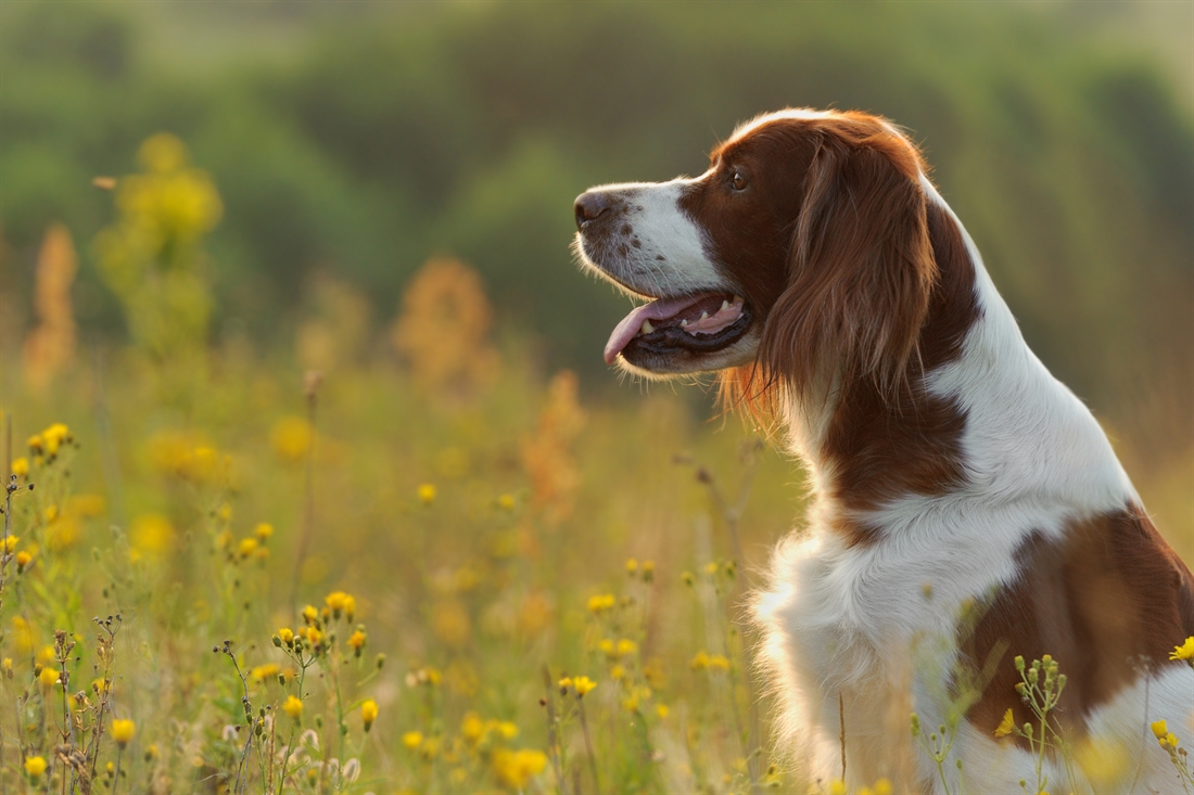 Irish Red and White Setter