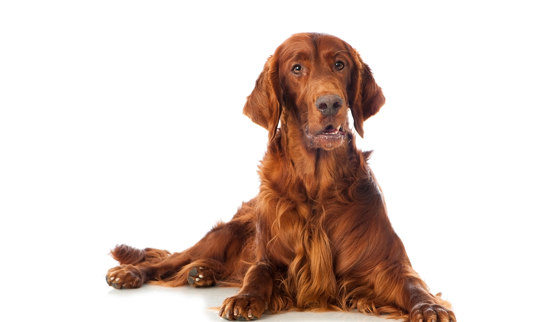 Irish Setter