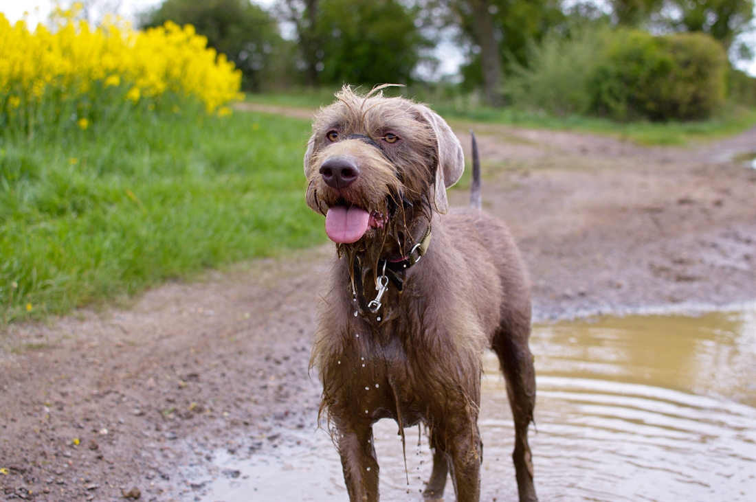 Slovakian Rough Haired Pointer