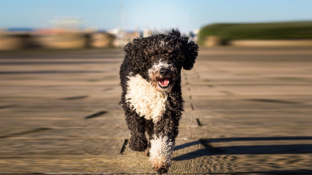 Spanish Water Dog