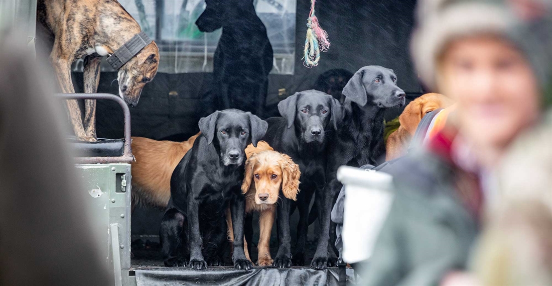 Choosing the right breed of gundog