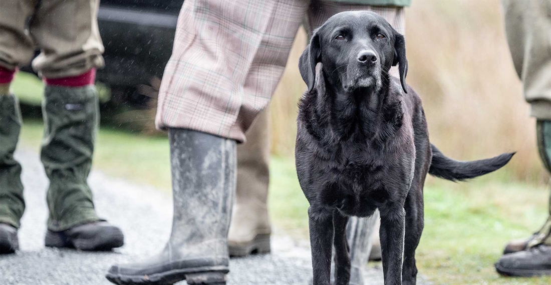 Keeping older dogs listening