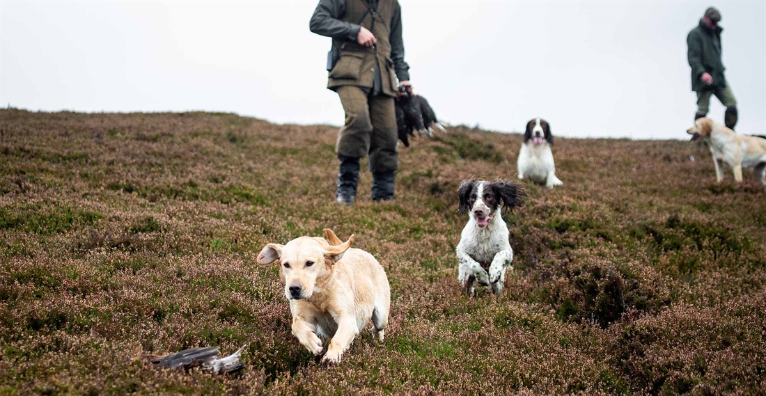 Five common gundog training mistakes – Part 1