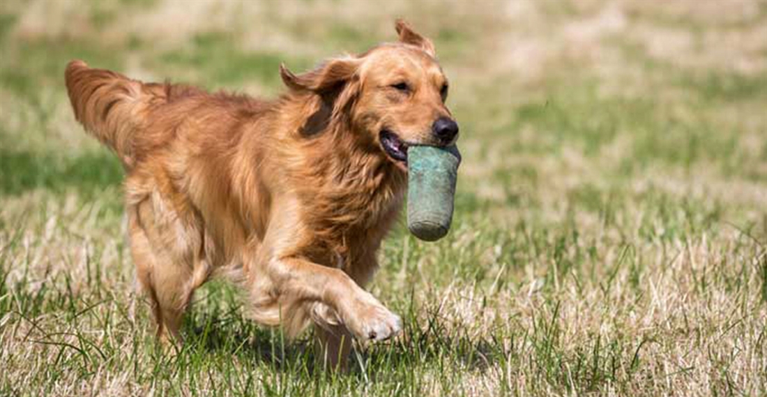 Golden Retrievers: One Of The World’s Favourite Dog Breeds