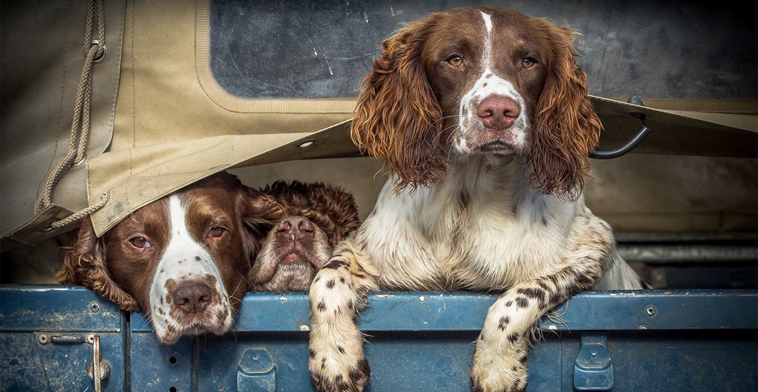 English springer spaniel