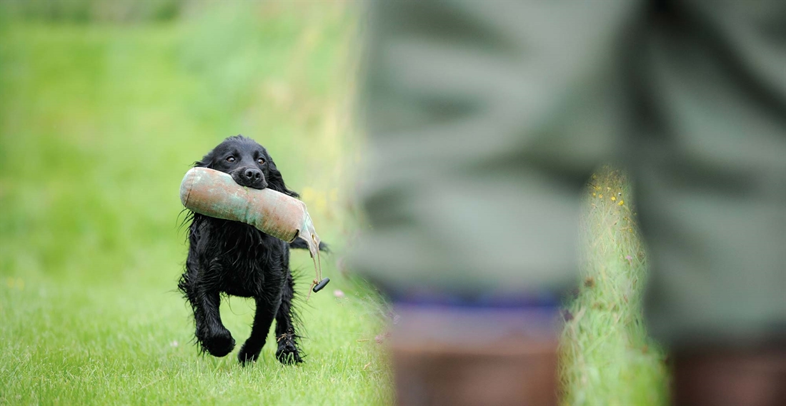 Cocker spaniel