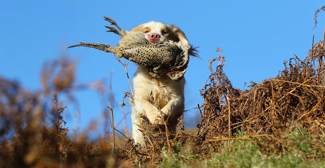 Clumber spaniel