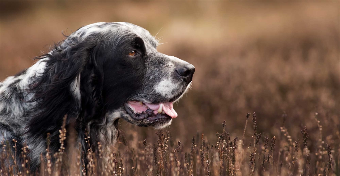 English setter