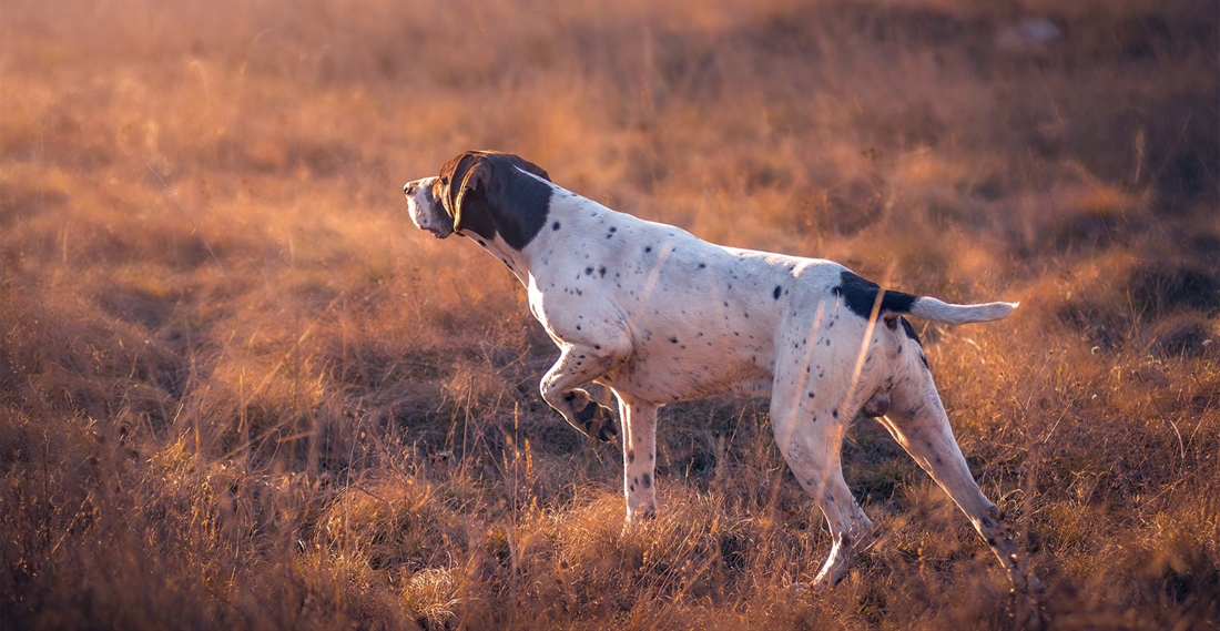 German shorthaired pointer