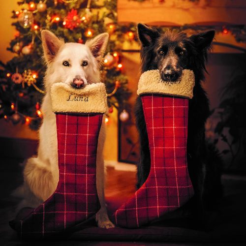 2 dogs holding onto Ivy and Duke Christmas stockings