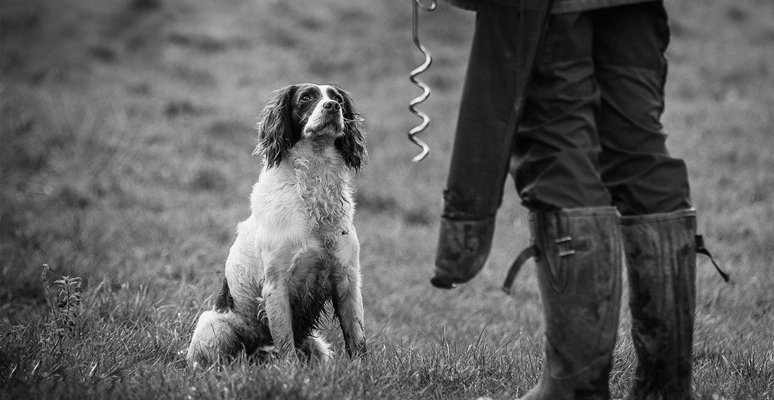 Steadiness training for gun dogs