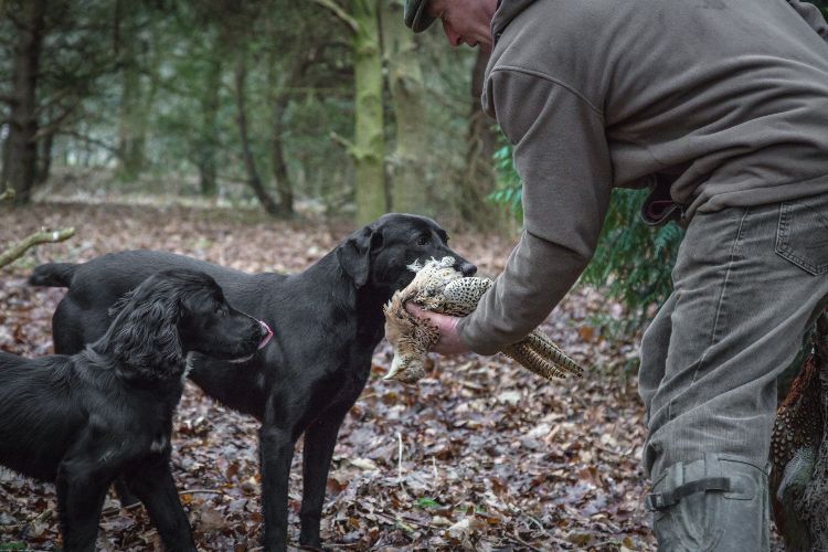 labrador and spaniel retrieving pheasant