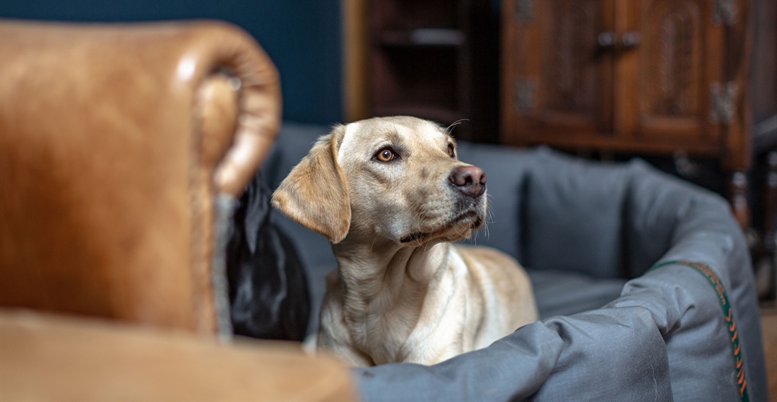 The rise of the Aga dog