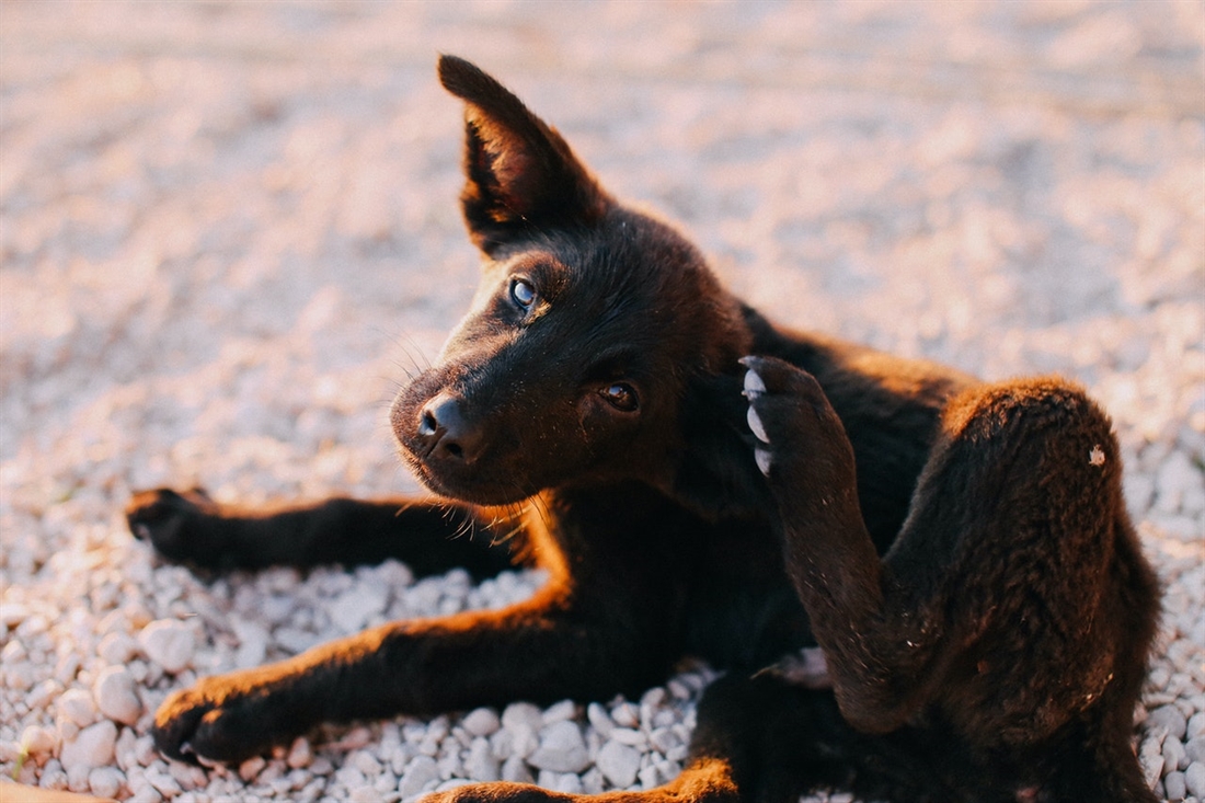 Your Guide To Dog Tick Bites