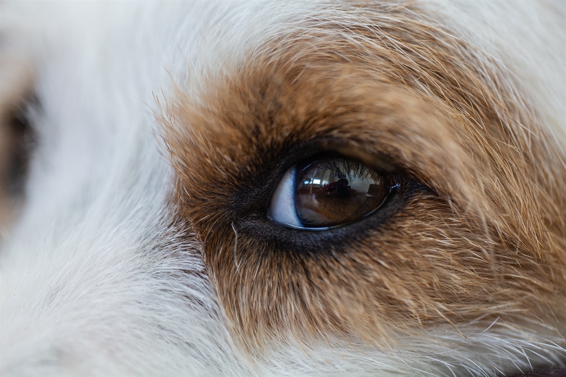 The Ultimate Dog Eye Infection Guide