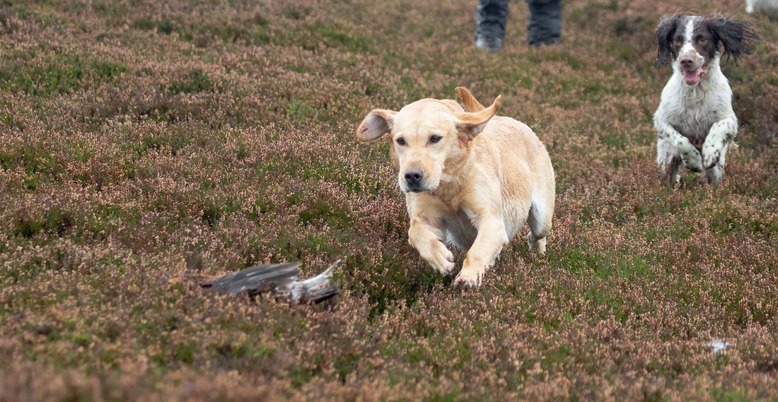 Picking-up on a grouse moor