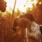 Bred for the common man