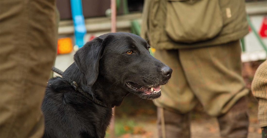 Gundog training: 7 tips for a better behaved gundog