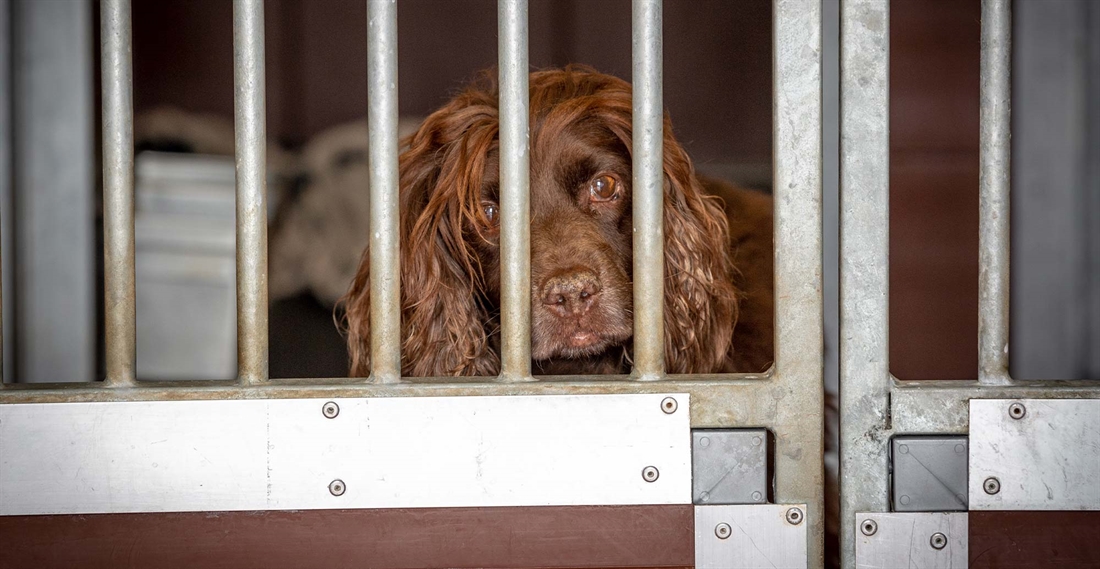 How To Set Up The Perfect Outdoor Kennel For Your Gundog