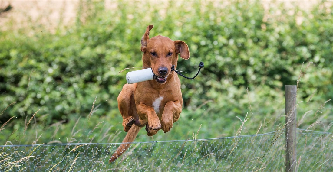 How to prepare your dog for the partridge season