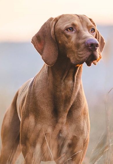 A versatile aristocrat in the Hungarian Vizsla