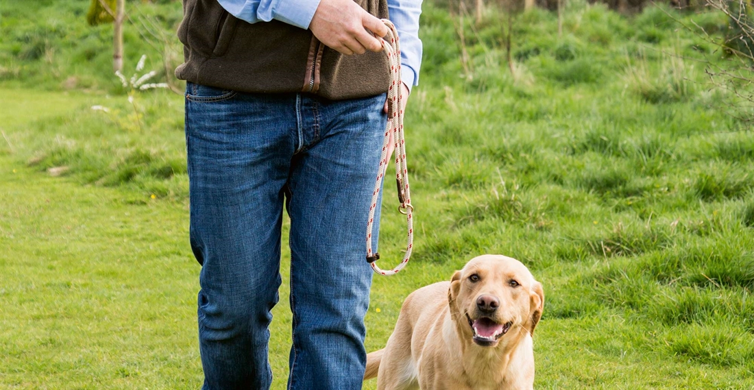 Questions from the dog training paddock