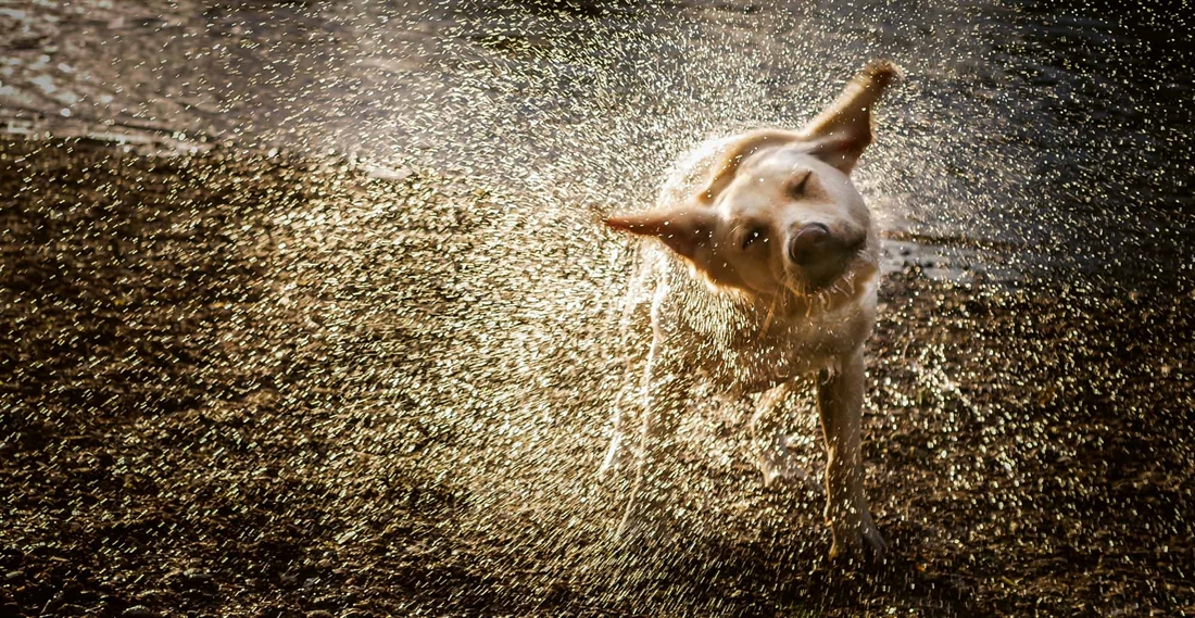 Introducing your dog to water