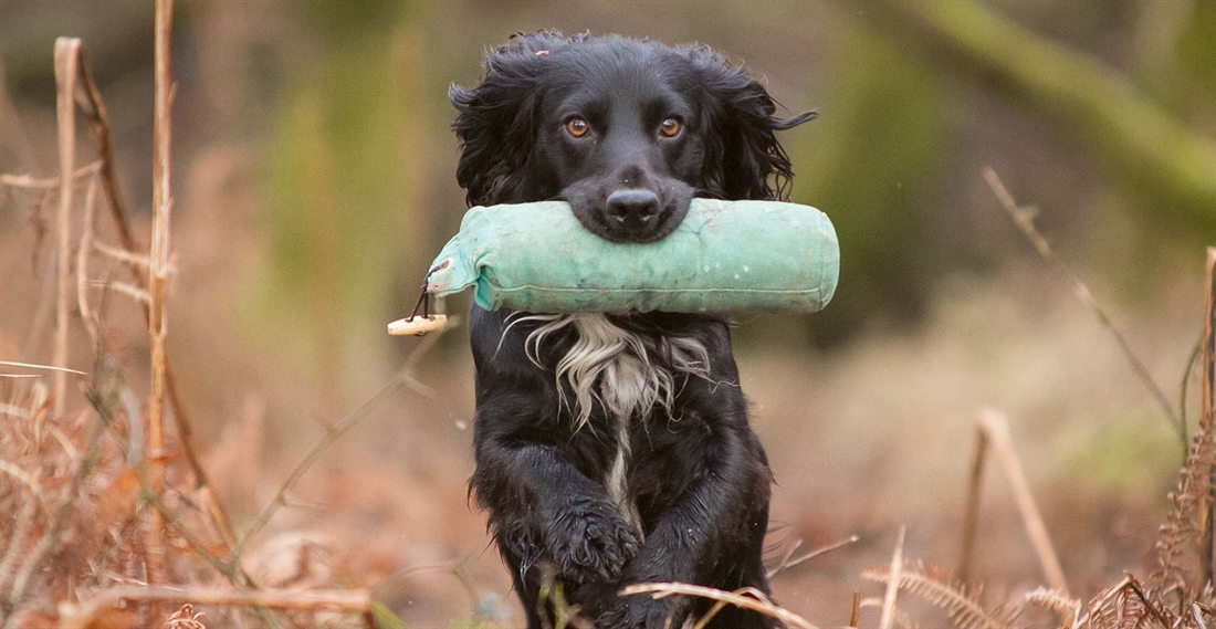 Gundog breed evolution